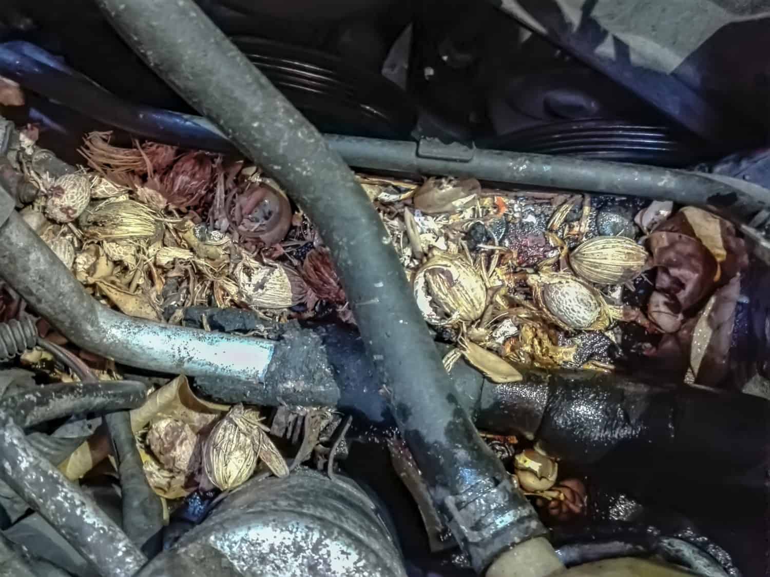 Always close your garage door to keep critters out of your home